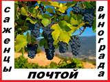 Саженцы винограда 92  десертных сорта 2 - х летние-почтой по России.